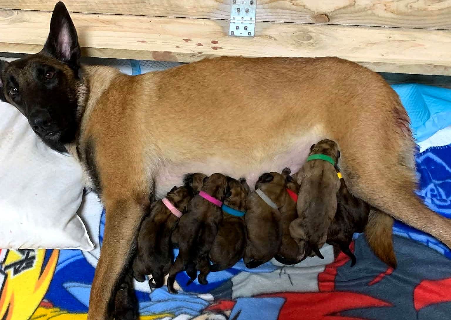 Saya allaite ses bébés Malinois, chacun avec son collier de couleur