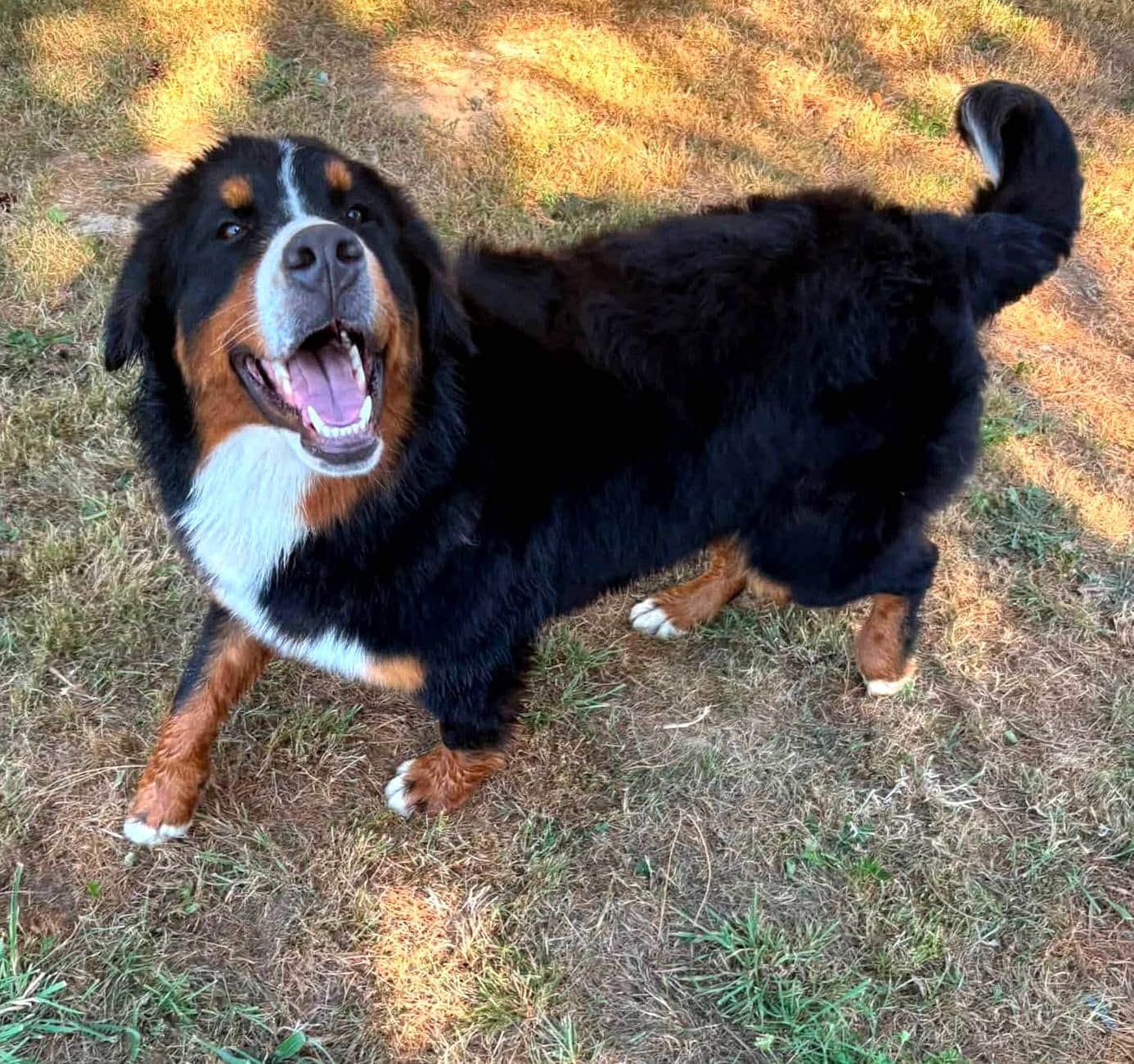 Abby, notre Bouvier Bernois, joyeuse dans le jardin