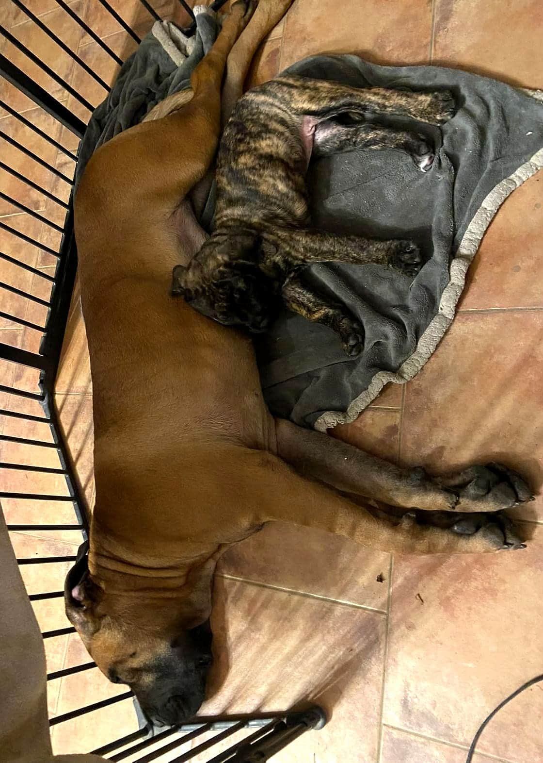 Freyja (fauve) et la jeune Vyper (bringée) endormies l'une contre l'autre