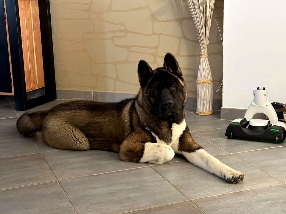 Aiko, Akita Américain né à l'élevage (fils de Kyra, LOF), couché dans son salon