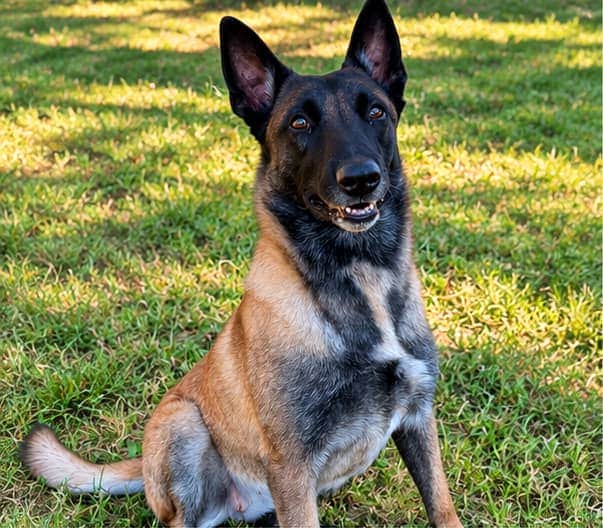 Saya, notre femelle Berger Belge Malinois, assise dans le jardin