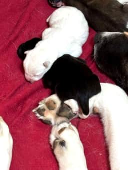 Chiots Akita de quelques jours endormis contre Kyra