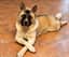 Kyra, notre femelle Akita Américaine, couchée pattes croisées