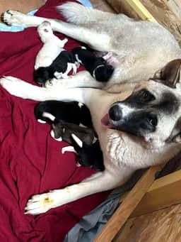 Kyra, notre Akita Américaine, avec ses chiots nouveau-nés