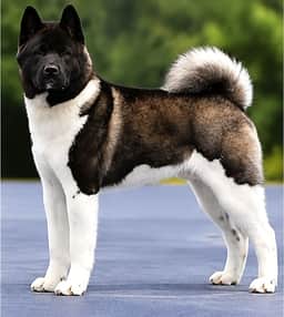 Rainer Winterrahills, mâle Akita Américain sélectionné par nos soins, père des chiots de Kyra