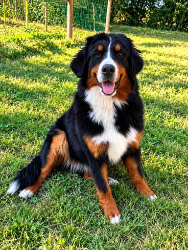 Abby, notre femelle Bouvier Bernois, assise dans l'herbe, tout sourire