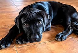 Chiot Cane Corso noir couché sur le carrelage, regard doux