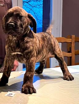 Vyper, notre Dogue des Canaries bringée, debout sur la table quand elle était chiot