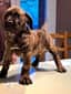 Vyper, notre Dogue des Canaries bringée, debout sur la table quand elle était chiot