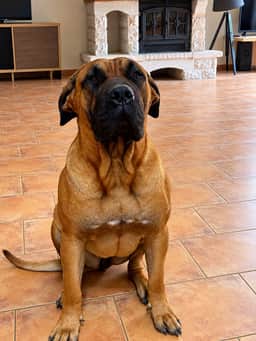 Freyja, notre femelle Dogue des Canaries, assise fièrement dans le salon