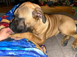 Freyja, notre Dogue des Canaries, qui fait la sieste pendant les caresses