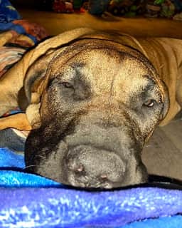 Freyja, notre femelle Dogue des Canaries, au repos sur son plaid