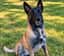 Saya, notre femelle Berger Belge Malinois, assise dans le jardin